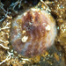 Half-slipper Snails - Photo (c) BJ Stacey, some rights reserved (CC BY-NC), uploaded by BJ Stacey