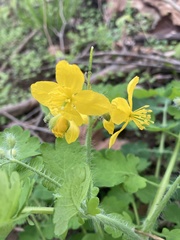 Ranunculus lanuginosus