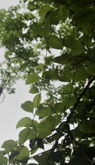 Magnoliopsida