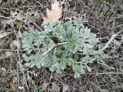 Artemisia absinthium