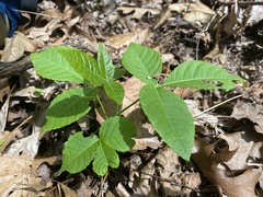 Toxicodendron radicans negundo