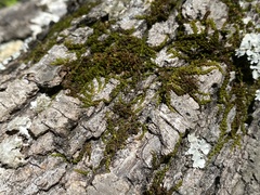 Drummondia prorepens