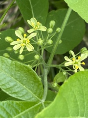 Ptelea trifoliata mollis