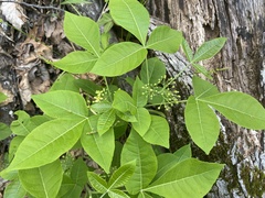 Ptelea trifoliata mollis