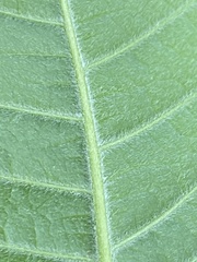 Ptelea trifoliata mollis