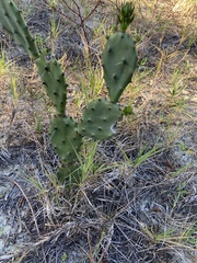 Opuntia austrina