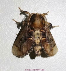 Paleophobetron perornata