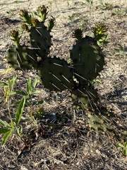 Opuntia austrina