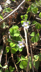 Oxalis