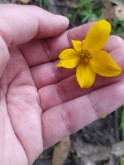 Bidens triplinervia macrantha