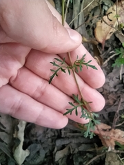 Bidens triplinervia macrantha