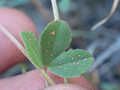 Trifolium dichotomum