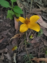 Bidens triplinervia macrantha