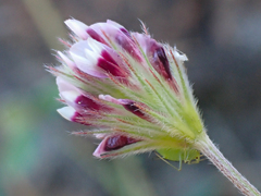 Trifolium dichotomum
