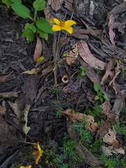 Bidens triplinervia macrantha