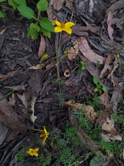Bidens triplinervia macrantha