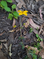 Bidens triplinervia macrantha