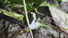 Heliconius eleuchia eleuchia