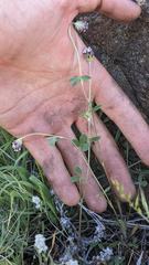 Trifolium dichotomum