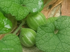 Trichosanthes scabra