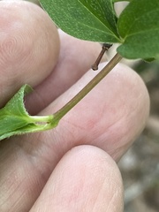 Philadelphus inodorus