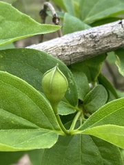 Philadelphus inodorus