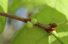 Andricus quercusutriculus