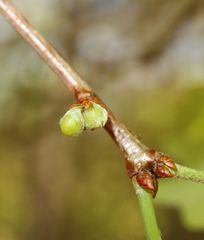 Andricus quercusutriculus