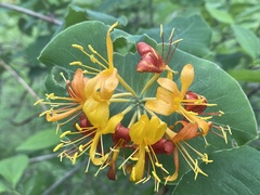 Lonicera flava