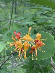 Lonicera flava