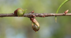 Dryocosmus quercuslaurifoliae