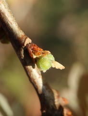 Andricus quercusutriculus