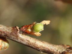 Andricus quercusutriculus