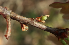 Andricus quercusutriculus