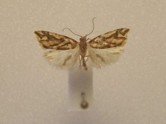 Pyrgotis plinthoglypta