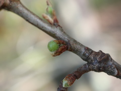 Andricus quercusutriculus