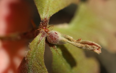 Andricus quercusutriculus