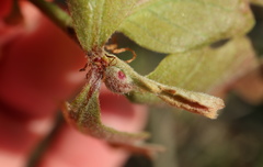 Andricus quercusutriculus