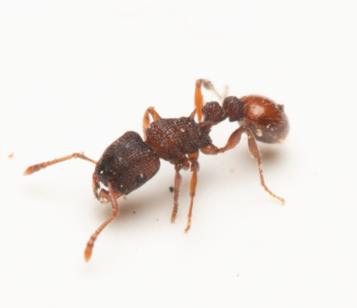 Tetramorium impressumTetramorium impressum