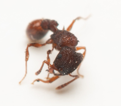 Tetramorium impressum