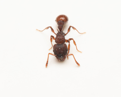 Tetramorium impressum