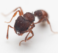 Tetramorium impressum