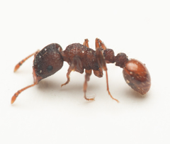 Tetramorium impressum