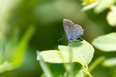 Cupido amyntula