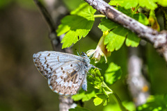 Celastrina asheri