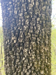 Fraxinus biltmoreana