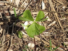 Trillium flexipes