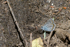 Plebejus melissa