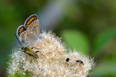 Plebejus melissa