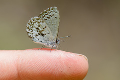 Celastrina asheri